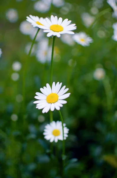 Beautiful Fresh Daisies Bloom Outdoors Field Summer Sunny Day — Stock Photo, Image