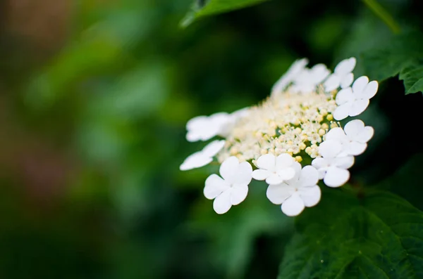 Viburnum Fleur Fleurs Blanches Puis Baies Rouges Sur Les Buissons — Photo