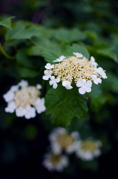 Viburnum Kwiat Białe Kwiaty Następnie Czerwone Jagody Krzewach Herbatę Leczniczą — Zdjęcie stockowe