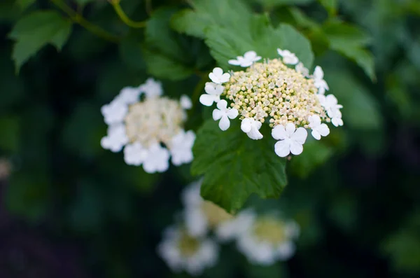 Цветок Вибурнум Белые Цветы Затем Красные Ягоды Кустах Лечебного Чая — стоковое фото