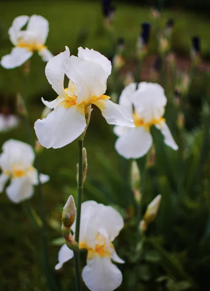 Irissen Zijn Prachtige Bloemen Tuin Versieren Buurt Van Het Prieel — Stockfoto