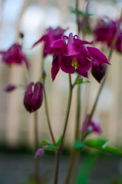 Beautiful Aquilegia Flowers Bloom Outdoors Spring Bouquets Flower Bed Decorations — Stock Photo, Image