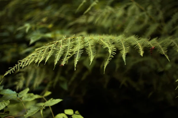 在淡淡的背景上生长绿叶的摘录D — 图库照片