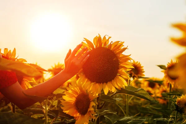 Young woman touches with her fingers a blooming sunflower