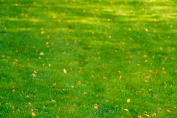 Autumn grass with fallen yellow leaves in sunset light. Autumn leaves on green