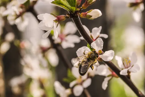 Arı polen çiçek Cherry'yi toplar.