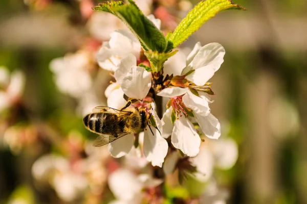Arı polen çiçek Cherry'yi toplar.