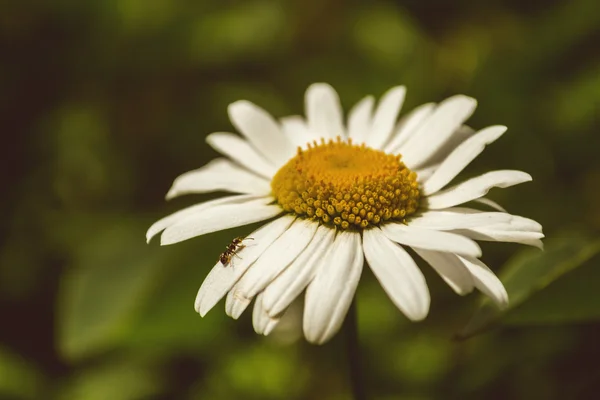 Karınca sürüngenler petal daisywheel üzerinde