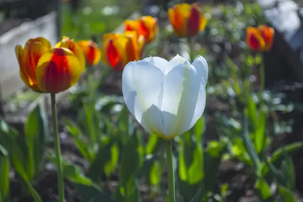 Kırmızı çiçek Beyaz Lale