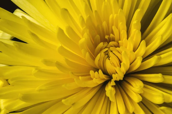 sarı Kasımpatı yakın çekim