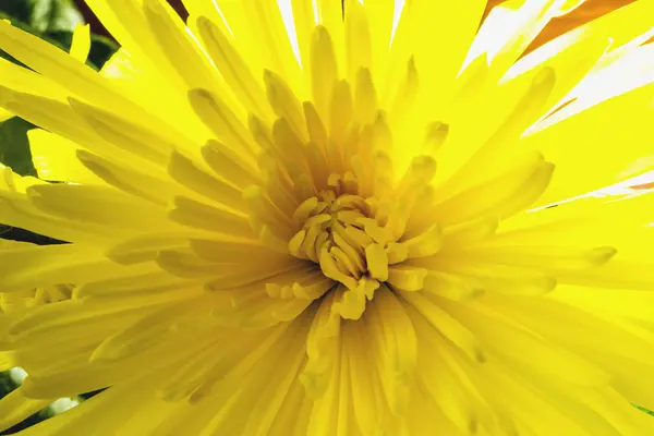 sarı Kasımpatı yakın çekim