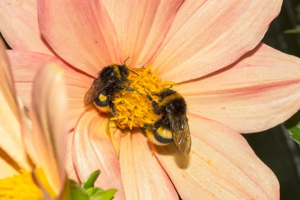 İki bumblebee üzerinde çiçektir