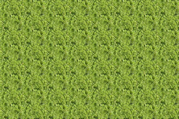 yeşil bitki kökenli