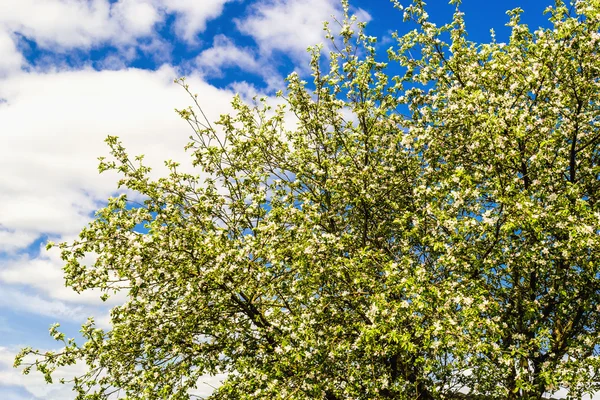 çiçekli aple ağaç