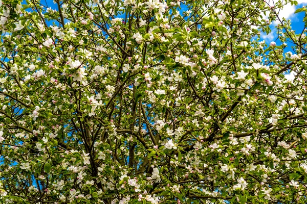 çiçekli aple ağaç