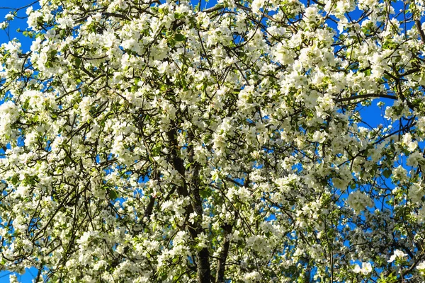 Flowering aple tree — Stock Photo, Image