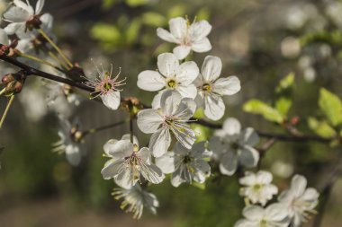 Kiraz için beyaz çiçekler
