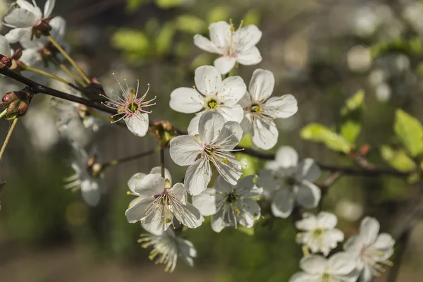 Kiraz için beyaz çiçekler