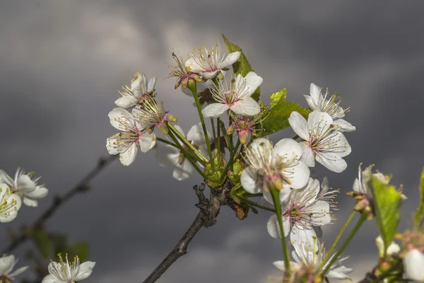 Kiraz için beyaz çiçekler