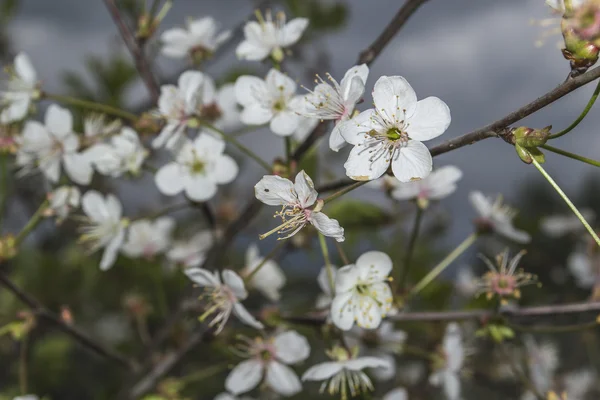 Kiraz için beyaz çiçekler