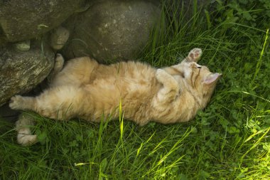 Redhead kedi bitki üzerinde çalış 