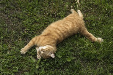 Redhead kedi bitki üzerinde çalış 