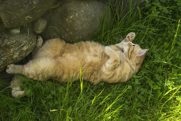 Redhead kedi bitki üzerinde çalış 