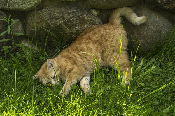 Redhead kedi bitki üzerinde çalış 