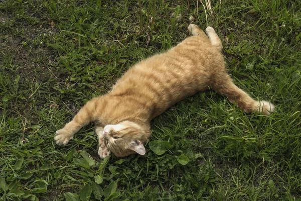 Redhead kedi bitki üzerinde çalış 