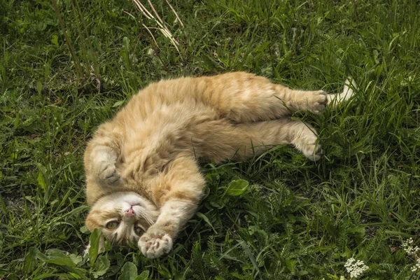 Redhead kedi bitki üzerinde çalış 