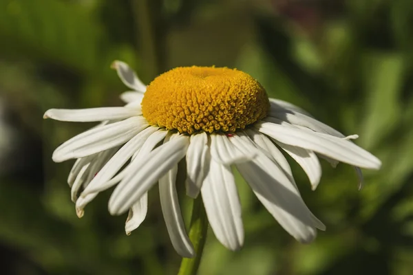 Daisywheel yaz güneş gün