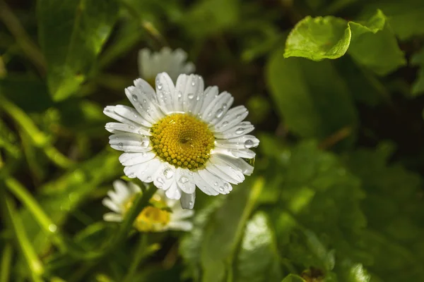 Daisywheel yaz güneş gün