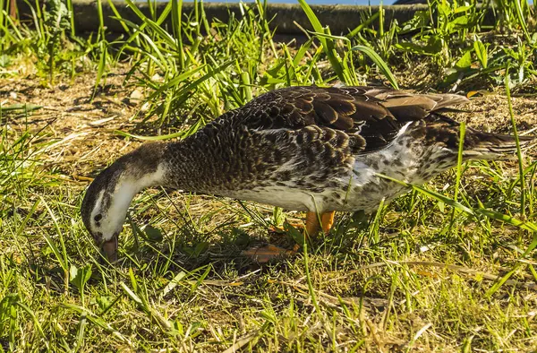 Vahşi, karaya Gölü ördek — Stok fotoğraf