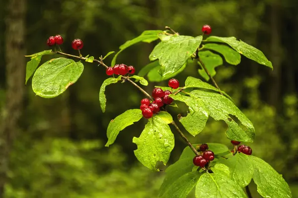 Kırmızı ahşap çilek