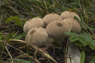 Grup mantar üzerinde yosun