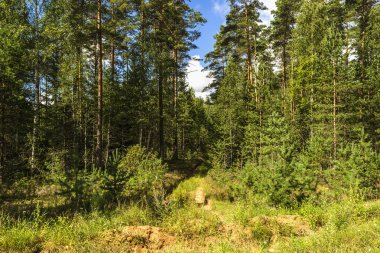 ahşap yol güneş gün