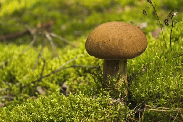 Beyaz mantar üzerinde yosun yetişir