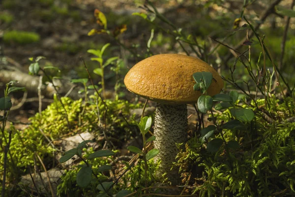 Seta Boletus crece en el bosque — Foto de Stock