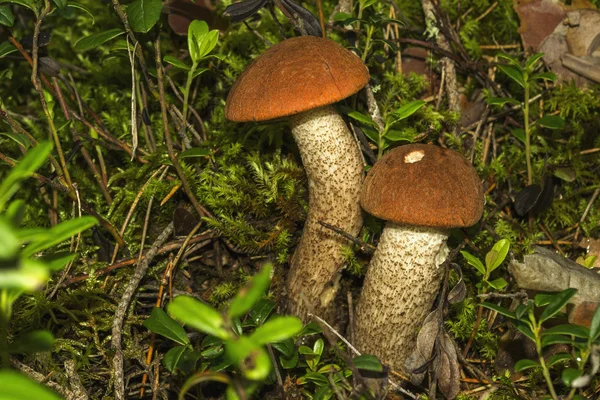 Ormanda mantar Boletus büyür