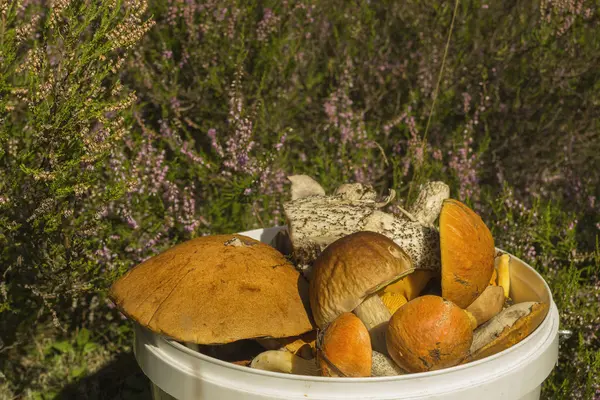 Çok kova içinde mantar