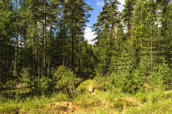 ahşap yol güneş gün