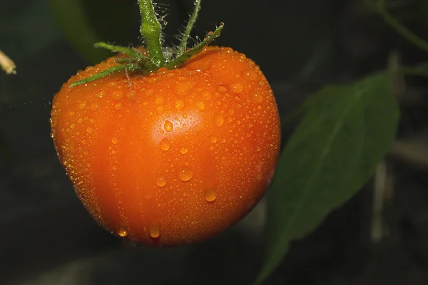 Tomates fruits sur plan — Photo