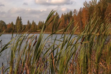 Parlak güneş sonbahar günü