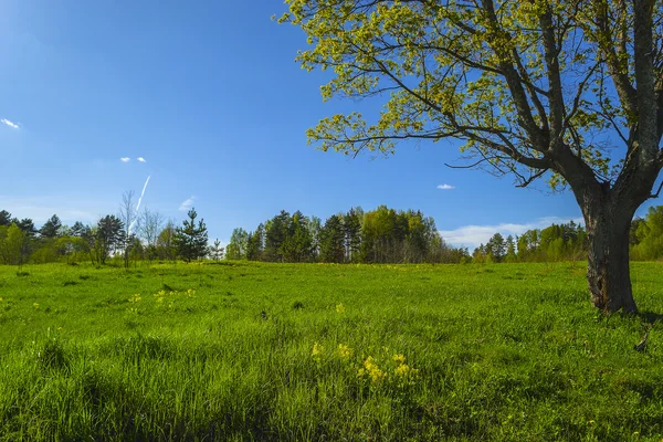 Bahar güneş peyzaj