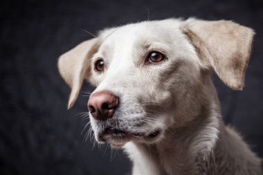 Bir stüdyoda şirin köpek