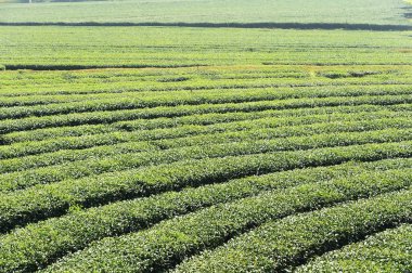 Çay plantasyon içinde Chiang Rai