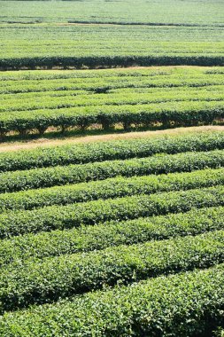 Çay plantasyon içinde Chiang Rai