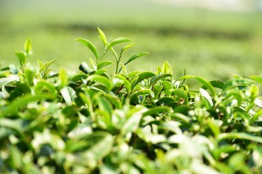 Çay plantasyon içinde Chiang Rai