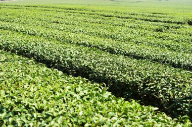 Çay plantasyon içinde Chiang Rai