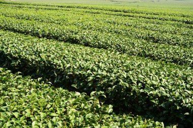 Çay plantasyon içinde Chiang Rai